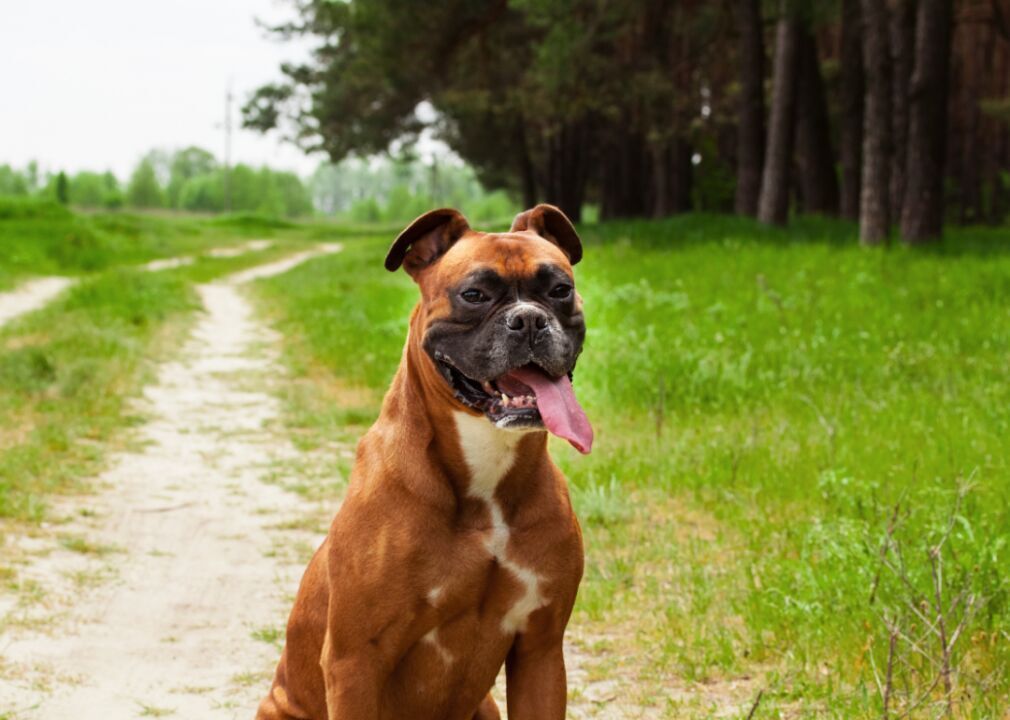 #32. Boxer (tie)